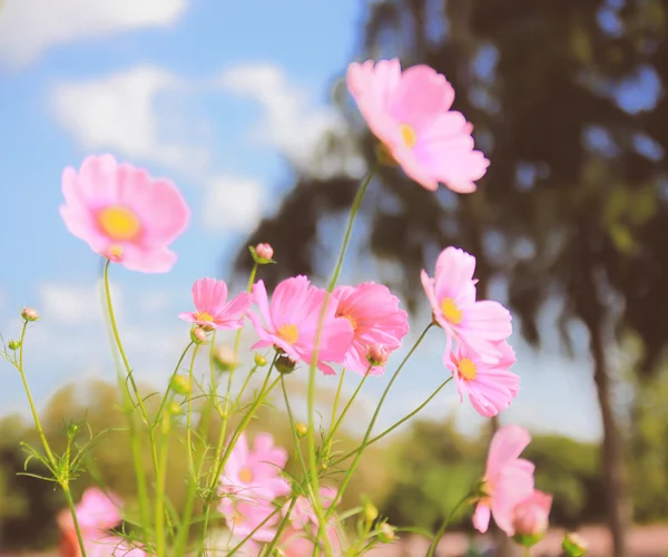 Pembe kozmos çiçekleri — Stok fotoğraf