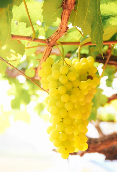 Vinha de uva no pátio — Fotografia de Stock