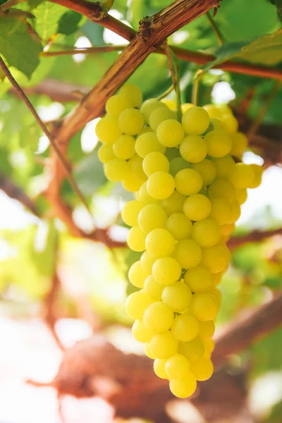 Winogrono winorośli w stoczni — Zdjęcie stockowe