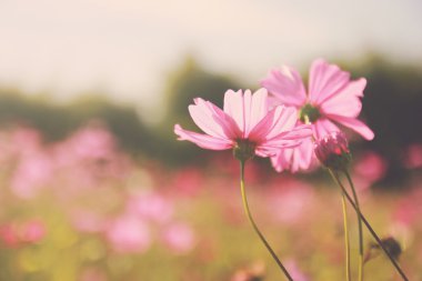 Pembe kozmos çiçekleri