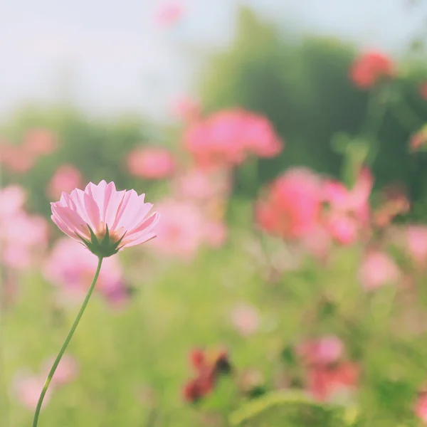 Růžové květy kosmu — Stock fotografie
