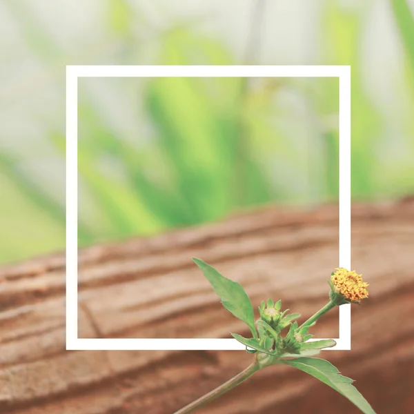 Malý žlutý květ — Stock fotografie