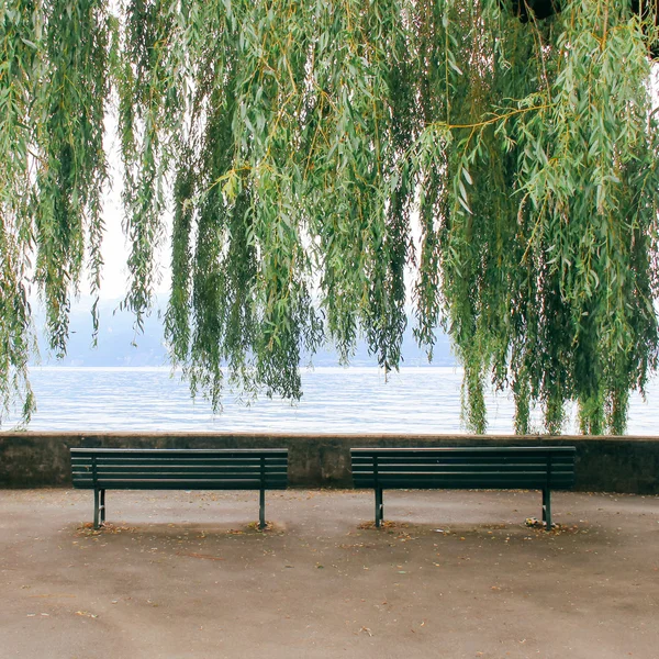 Empty benches under tree — Stock Photo, Image