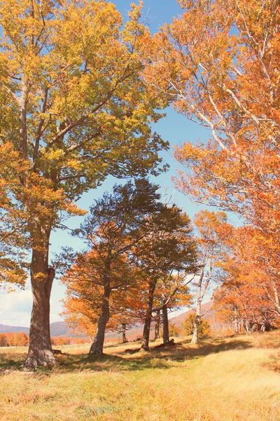 Belle forêt d'automne — Photo