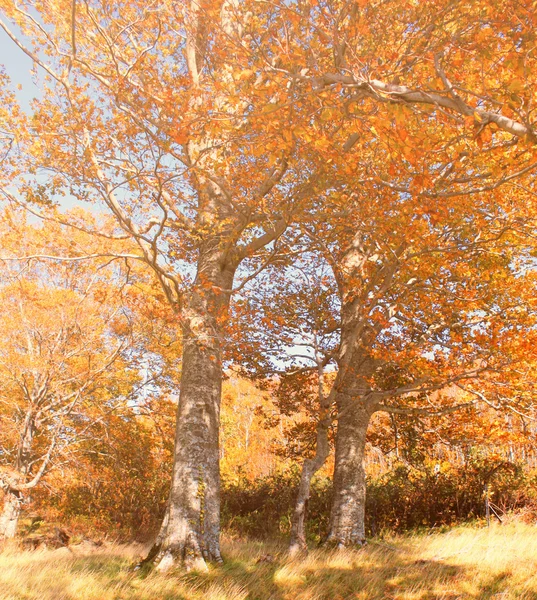 Belle forêt d'automne — Photo