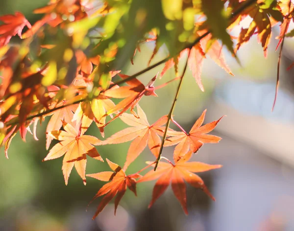 树枝与五颜六色的橙色日本枫叶 — 图库照片