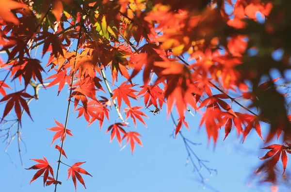 Rami Con Colorate Foglie Acero Giapponese Rosso Sfondo Cielo Blu — Foto Stock