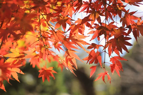 有五颜六色的红色日本枫叶的树枝 — 图库照片