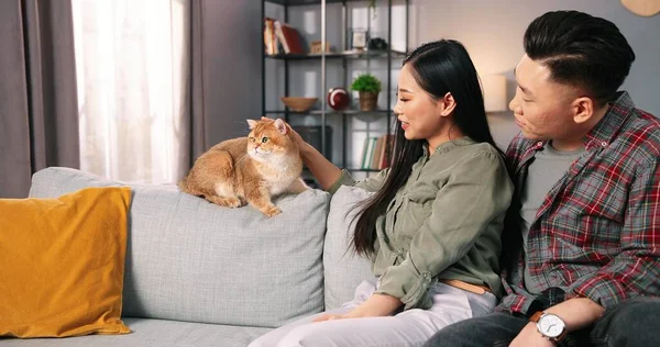 Portrait of happy cheerful young Asian couple wife and husband sitting on couch in room at home with cute cat. Caring owners loving animal pet, family member, pet adoption concept — Stock Photo, Image