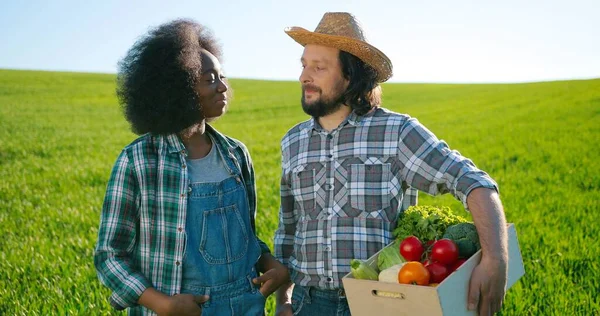 Twee verschillende tuiniers onderzoeken en tonen de camera verse tomaten op de groene plantage. Broeikasdeskundige, agronomie en biolandbouwconcept — Stockfoto