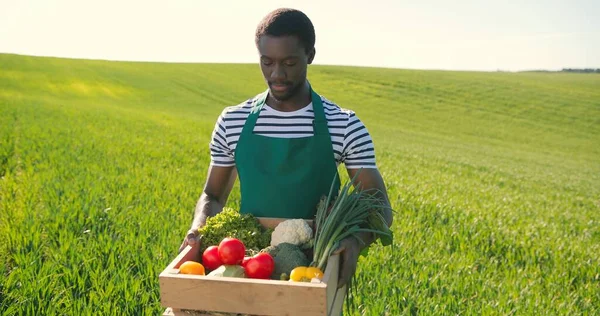 Çok ırklı erkek çiftçinin portresi büyük yeşil kırsal alanda yürüyor ve sebzelerle dolu bir kutu taşıyor. Gururlu adam. Yurtiçi tarım ve organik tarım kavramı — Stok fotoğraf