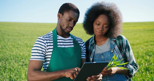 Multiracial två attraktiva unga jordbrukare experter bläddrar tablet datorprogram samtidigt som man undersöker gröna grödor på fältet promenader på ekologiska ekologiska gården trädgård — Stockfoto