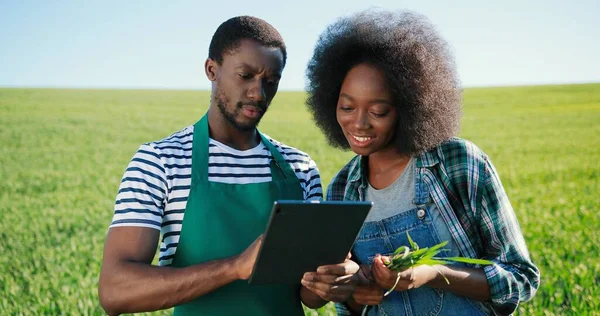 Multiraciale twee aantrekkelijke jonge boeren experts browsen tablet computertoepassingen tijdens het onderzoeken van groene gewassen op het veld wandelen op de ecologische biologische boerderij tuin — Stockfoto