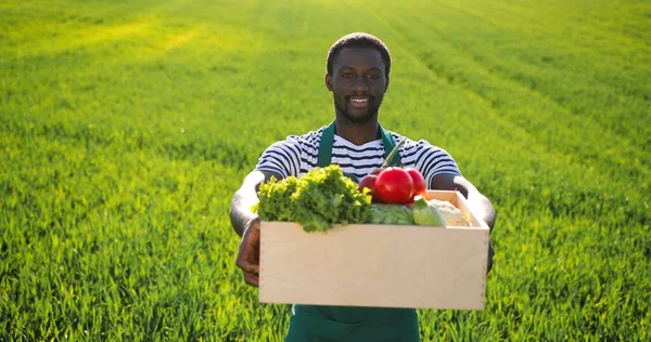 Retrato de fazendeiro macho multirracial caminhando pelo grande campo rural verde multi-colorido e carregando caixa com legumes. Homem orgulhoso. Conceito de agronegócio doméstico e agricultura biológica — Fotografia de Stock