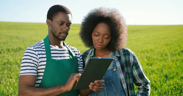 Multirracial dois jovens agricultores atraentes especialistas navegando aplicativos de computador tablet enquanto examina culturas verdes no campo caminhando no jardim ecológico da fazenda orgânica — Fotografia de Stock