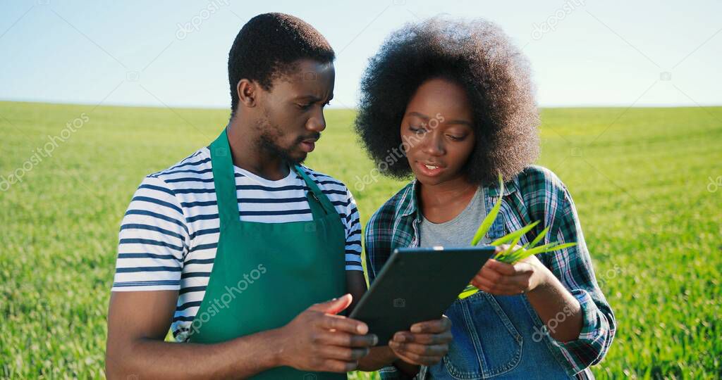 Multiracial two attractive young farmers experts browsing tablet computer applications while examining green crops at the field walking at the ecological organic farm garden