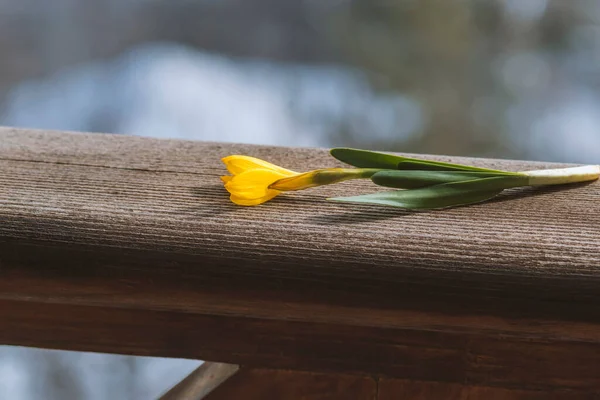 Żółty Kwiat Pola Drewnianej Desce — Zdjęcie stockowe