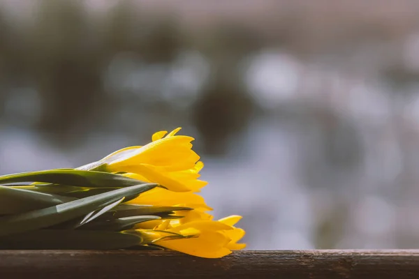 Żółty Kwiat Pola Drewnianej Desce — Zdjęcie stockowe