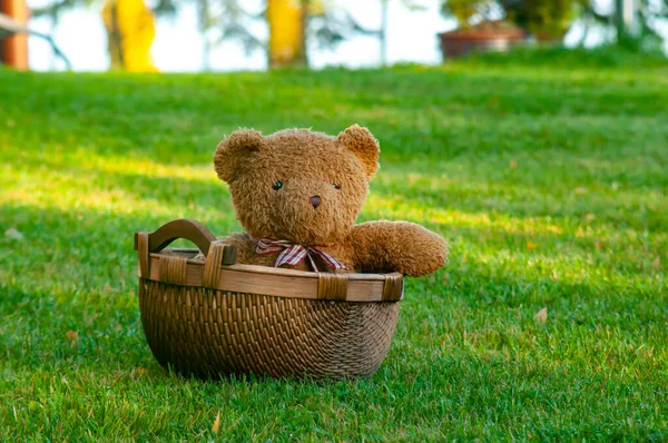 Niedźwiedź Lalka Koszyku Zielonych Trawach — Zdjęcie stockowe