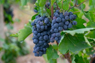 mavi üzüm hasadı. Tarlalar şarap için olgunlaşmış üzümler.