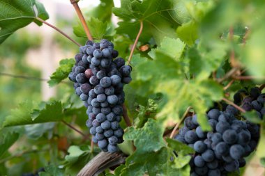 mavi üzüm hasadı. Tarlalar şarap için olgunlaşmış üzümler.