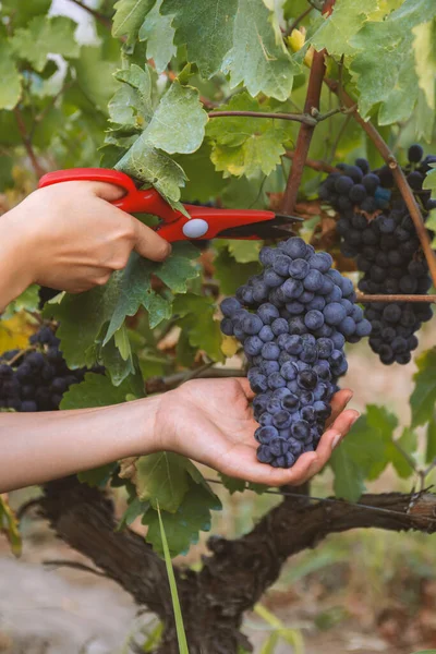 Close Homme Cueillette Raisins Vin Rouge Sur Vigne Dans Vignoble — Photo