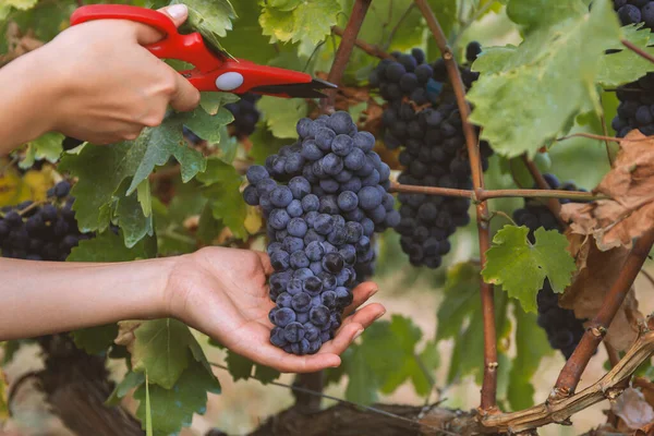 Close Homme Cueillette Raisins Vin Rouge Sur Vigne Dans Vignoble — Photo