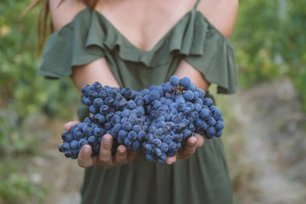ブドウの収穫 収穫したばかりの黒ブドウを持つ女性の手 — ストック写真