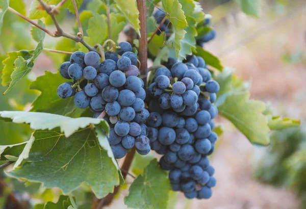 Mavi Üzüm Hasadı Tarlalar Şarap Için Olgunlaşmış Üzümler — Stok fotoğraf