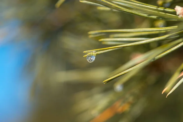 Pine Branch Frozen Water Droplets Pine Needles Freezing Rain Pine — Stock Photo, Image