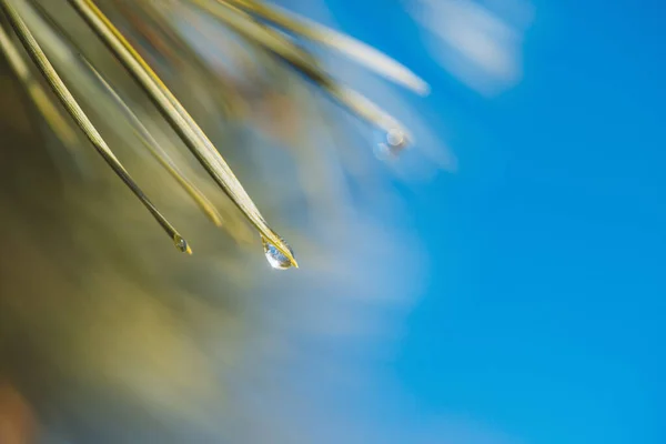 Pine Tak Met Bevroren Waterdruppels Dennennaalden Ijzel Een Pine Tak — Stockfoto