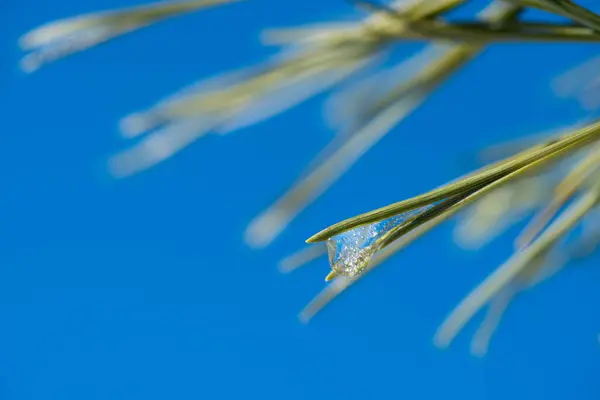 Pine Tak Met Bevroren Waterdruppels Dennennaalden Ijzel Een Pine Tak — Stockfoto