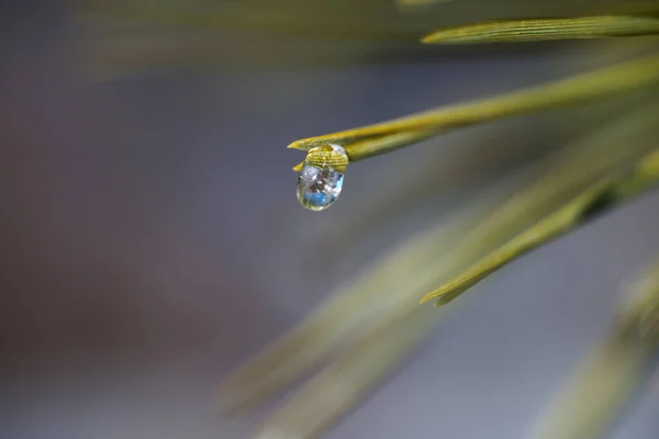 松葉の上凍結水滴を松の枝春の松の枝に凍結雨 — ストック写真