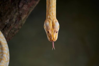 Bir dalda yılan pitonu