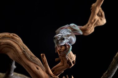 Litorya kurbağası siyah arka planda bir dalda