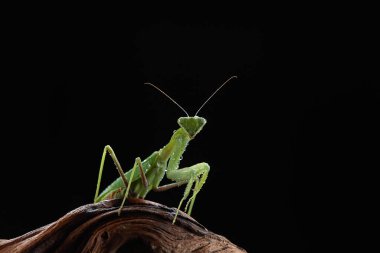 Ağaçtaki yeşil peygamber devesi