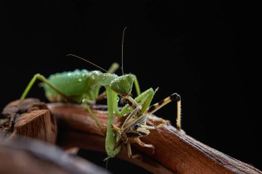 Ağaçtaki yeşil peygamber devesi