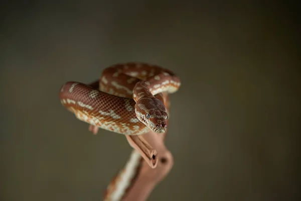 枝に蛇のパイソン — ストック写真