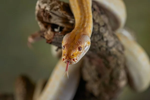 Pitón Serpiente Una Rama — Foto de Stock