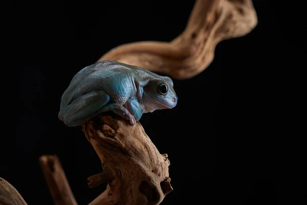 Rana Litoria Sobre Una Rama Sobre Fondo Negro — Foto de Stock