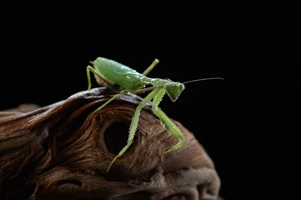 Mantis Verde Está Comiendo Langostas Árbol — Foto de Stock