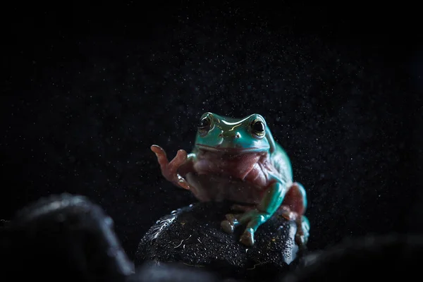 Litoria Frosch Auf Einem Ast Auf Den Felsen — Stockfoto