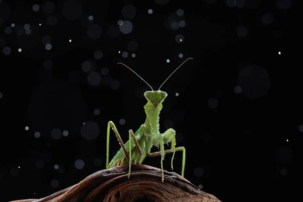 Mantis Verde Árbol — Foto de Stock