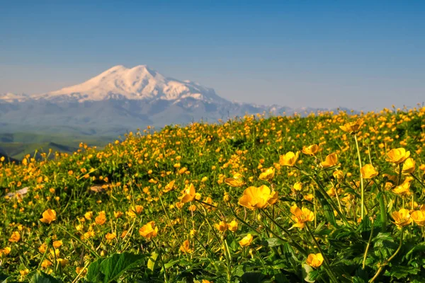 Yellow Flowers Bermamyt Plateau Background Elbrus - Stok İmaj