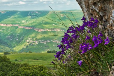 Karachay-Çerkesya Cumhuriyeti 'ndeki Eshkakon geçidinin arka planında mor çiçekler var..