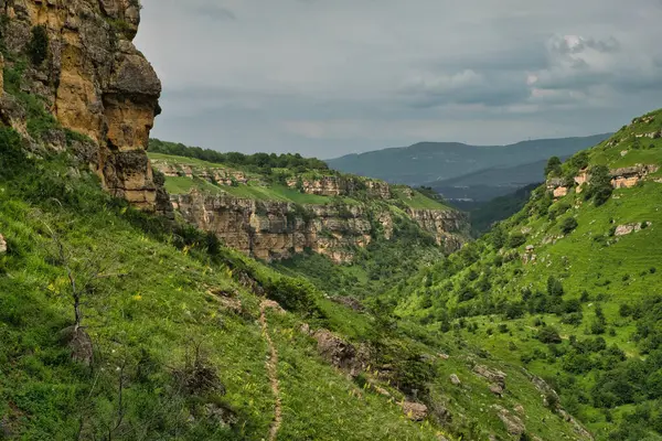 Kislovodsk Civarındaki Huş Demeti — Stok fotoğraf