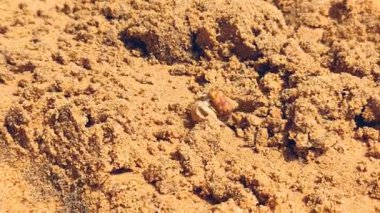 Sahildeki ıslak kumda ilerleyen keşiş yengecinin yakın görüntüsü. Doğal sahil manzarası deniz yaban hayatını, kum şekillerini ve küçük deniz canlılarının detaylarını vurguluyor. Doğa, biyoloji, deniz kenarı ve makro yaban hayatı kavramları için uygundur..