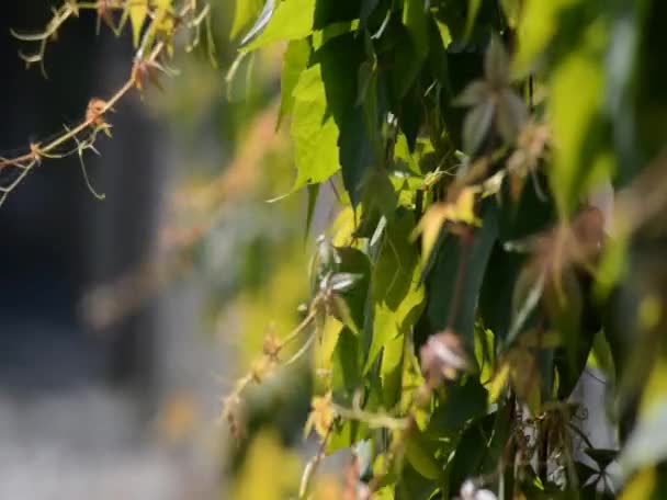 Bougainvillea i en brise – Stock-video