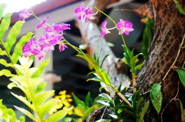 güzel mor orkide 