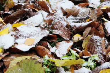 Yerde ilk kar altında sonbahar yaprakları